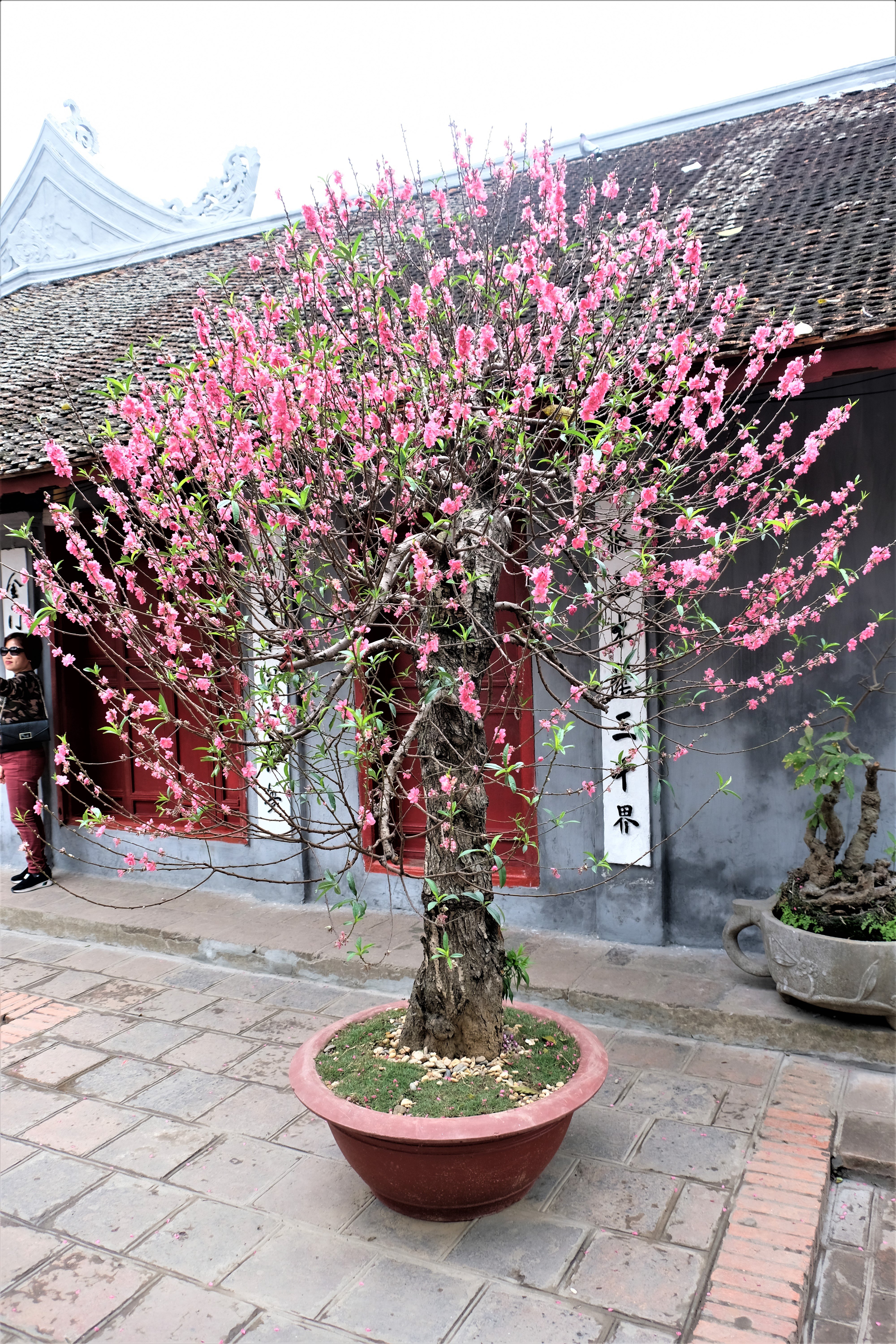 Temple of the Jade Mountain