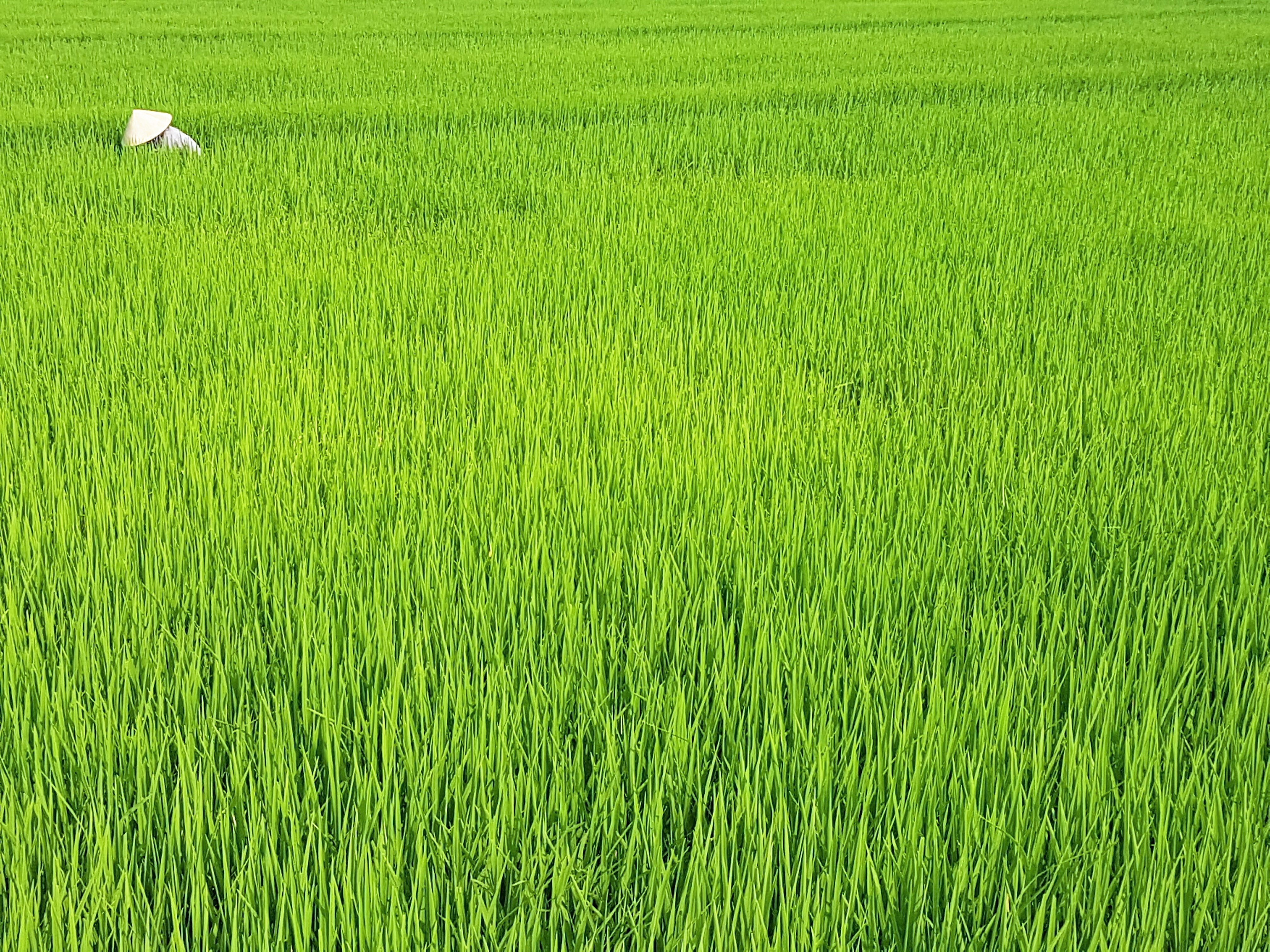 Hoi An