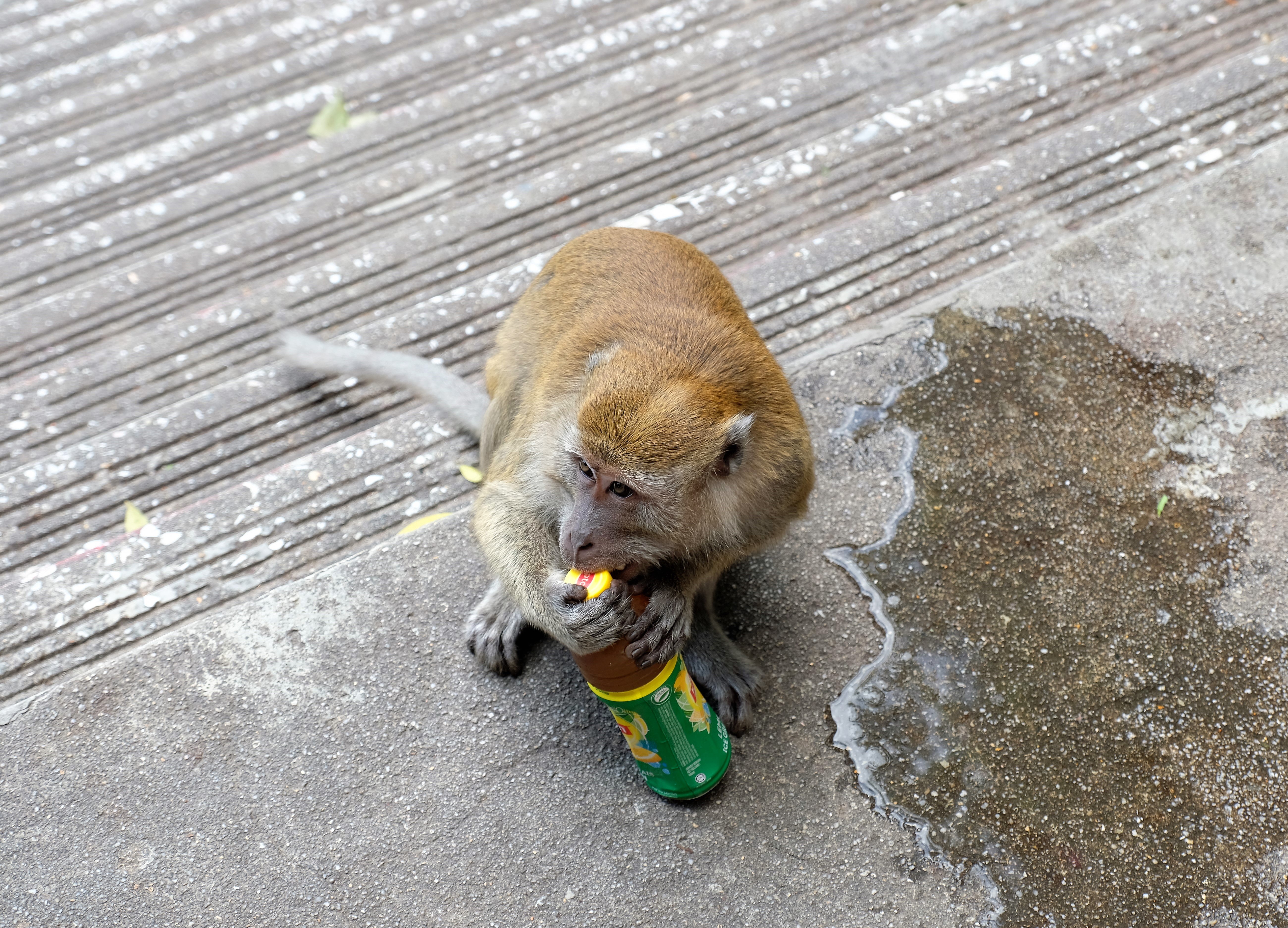 Batu Caves