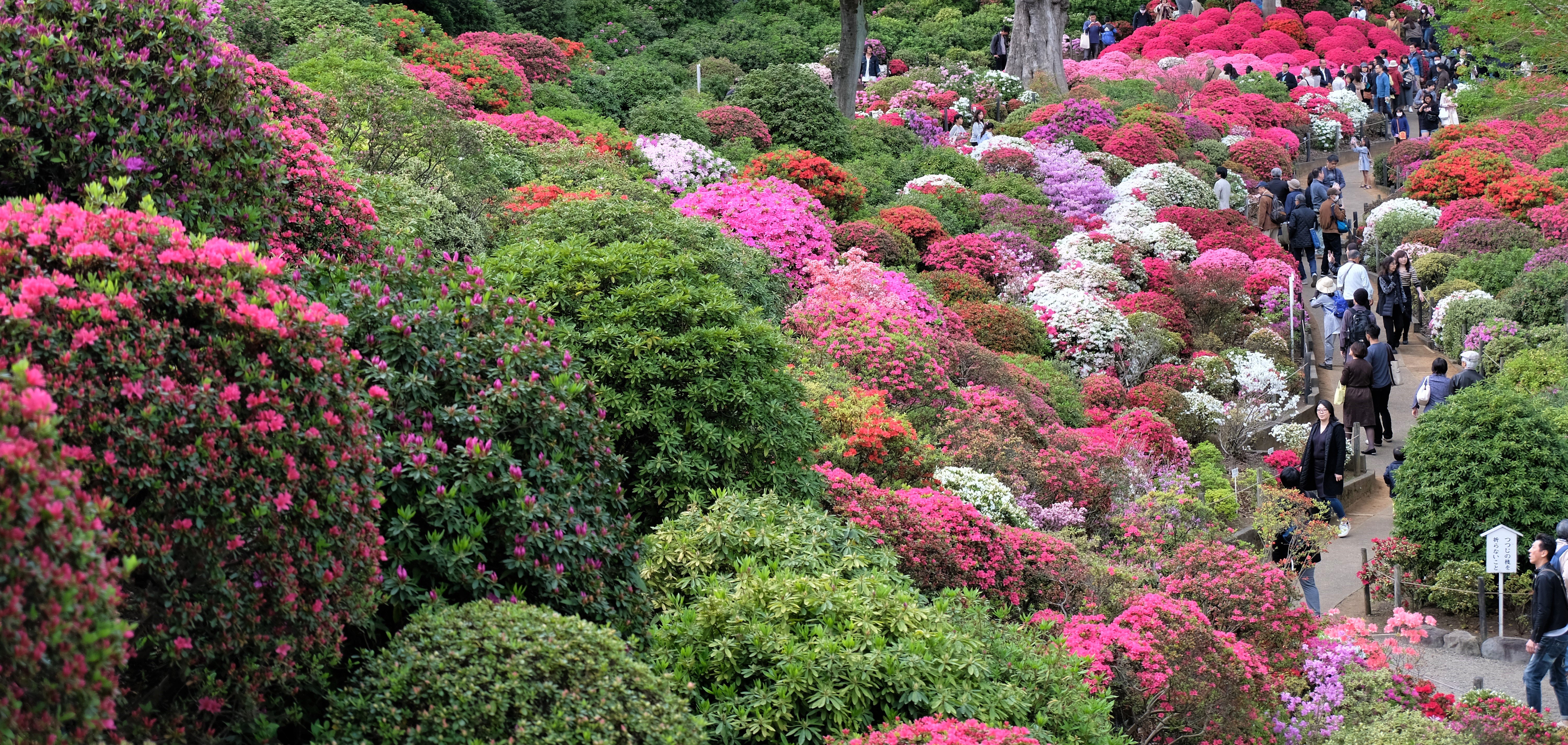 Azalea Festival