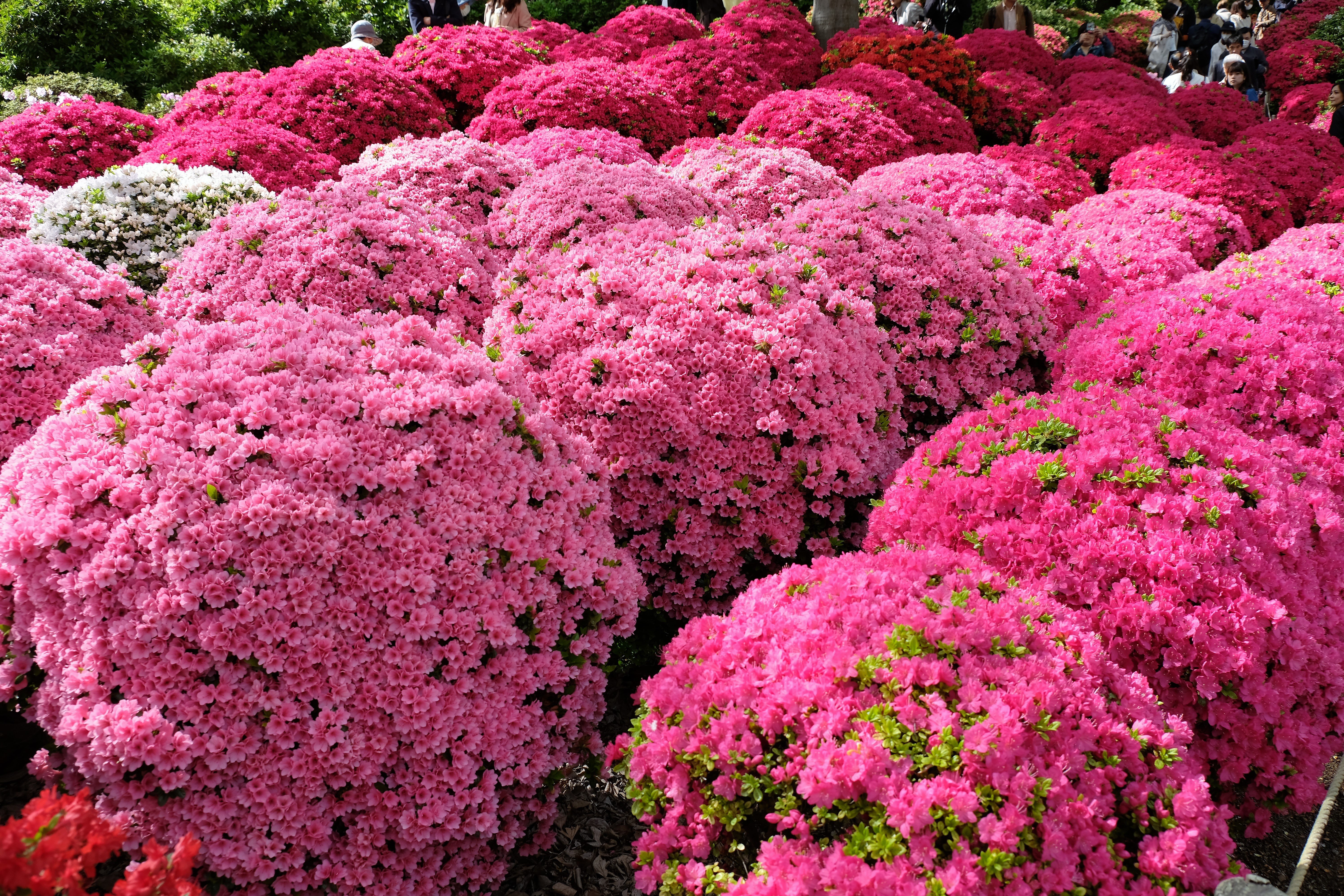 Azalea Festival