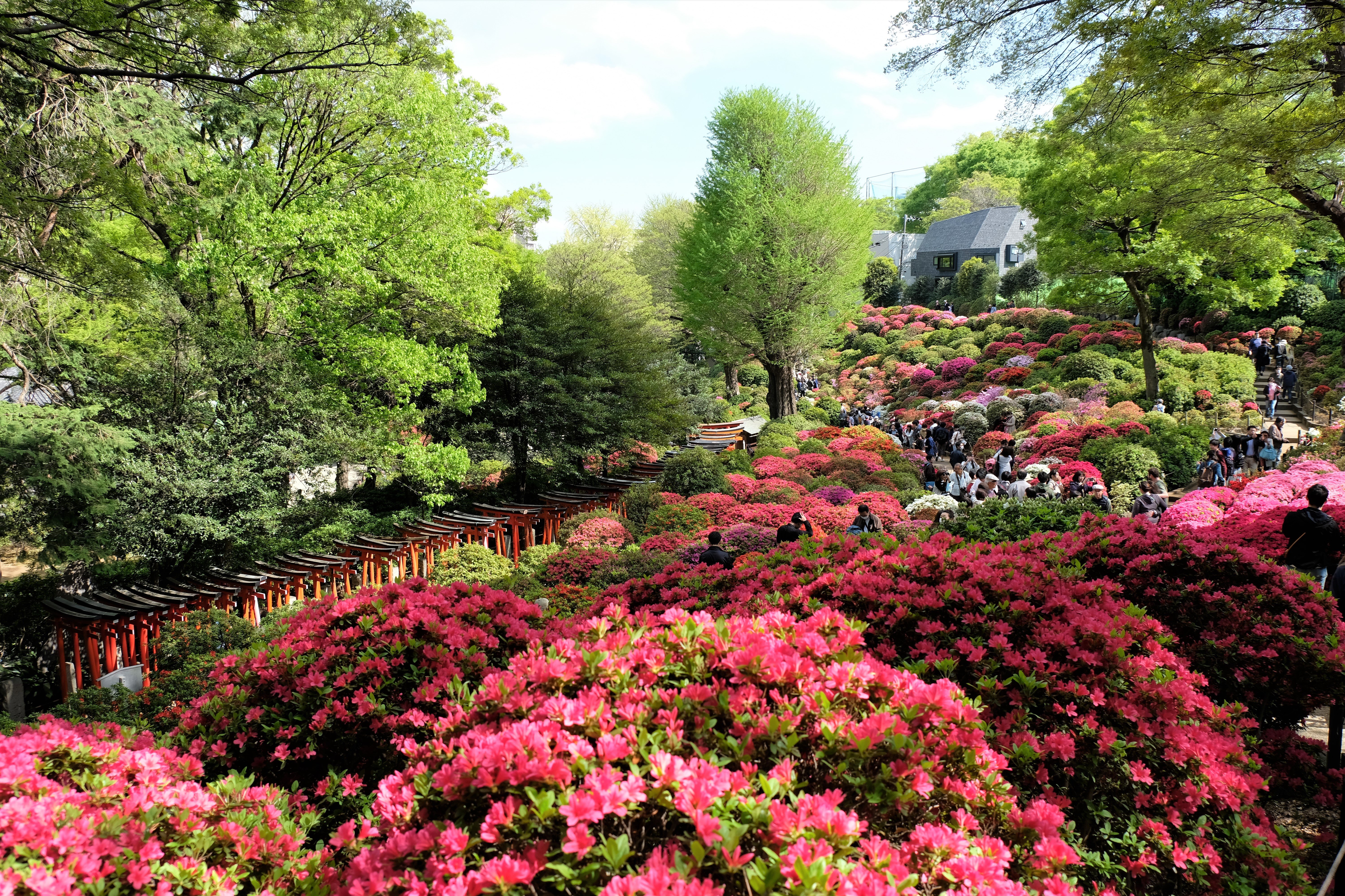 Nezu Shrine