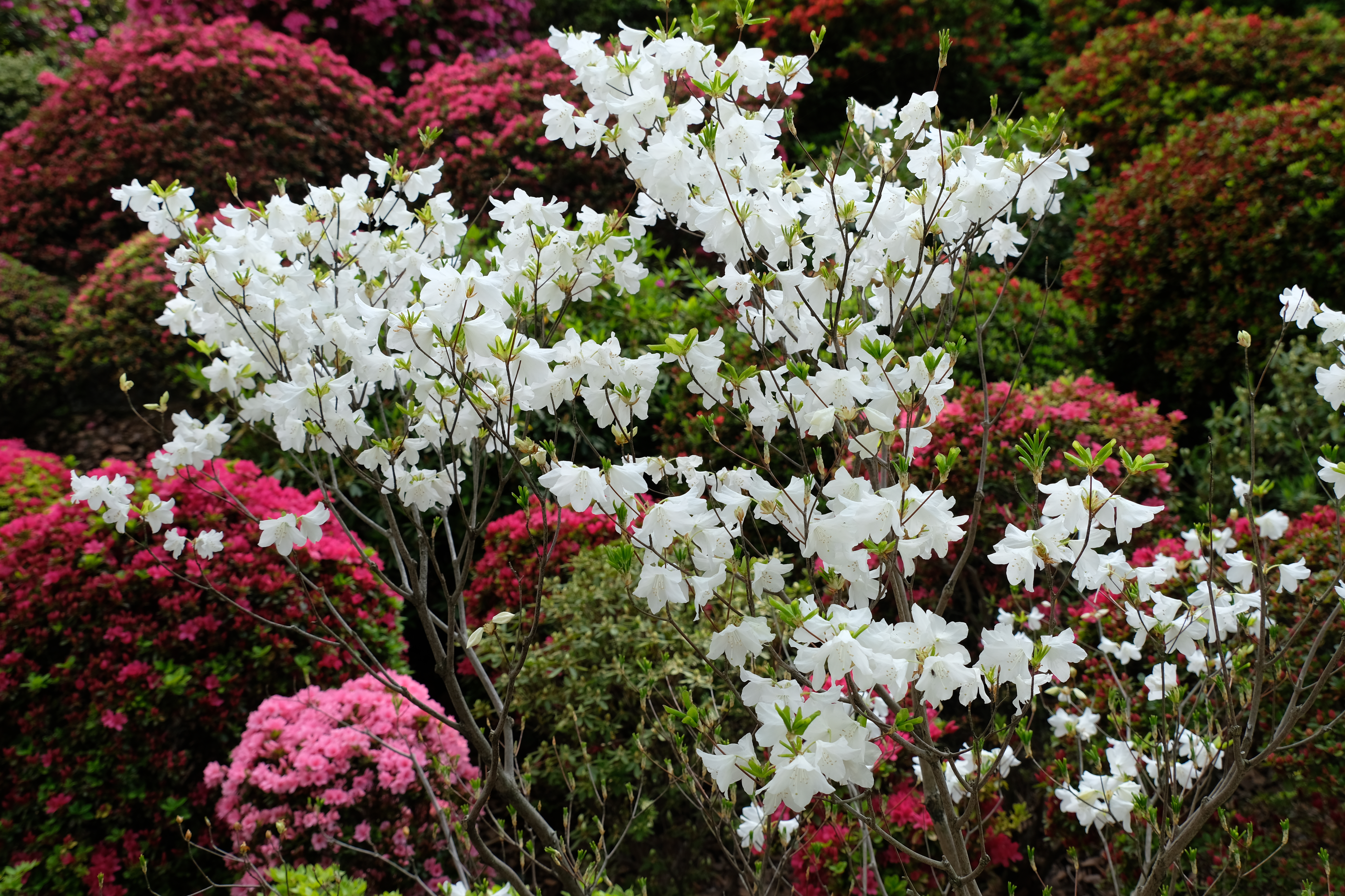 Azalea Festival