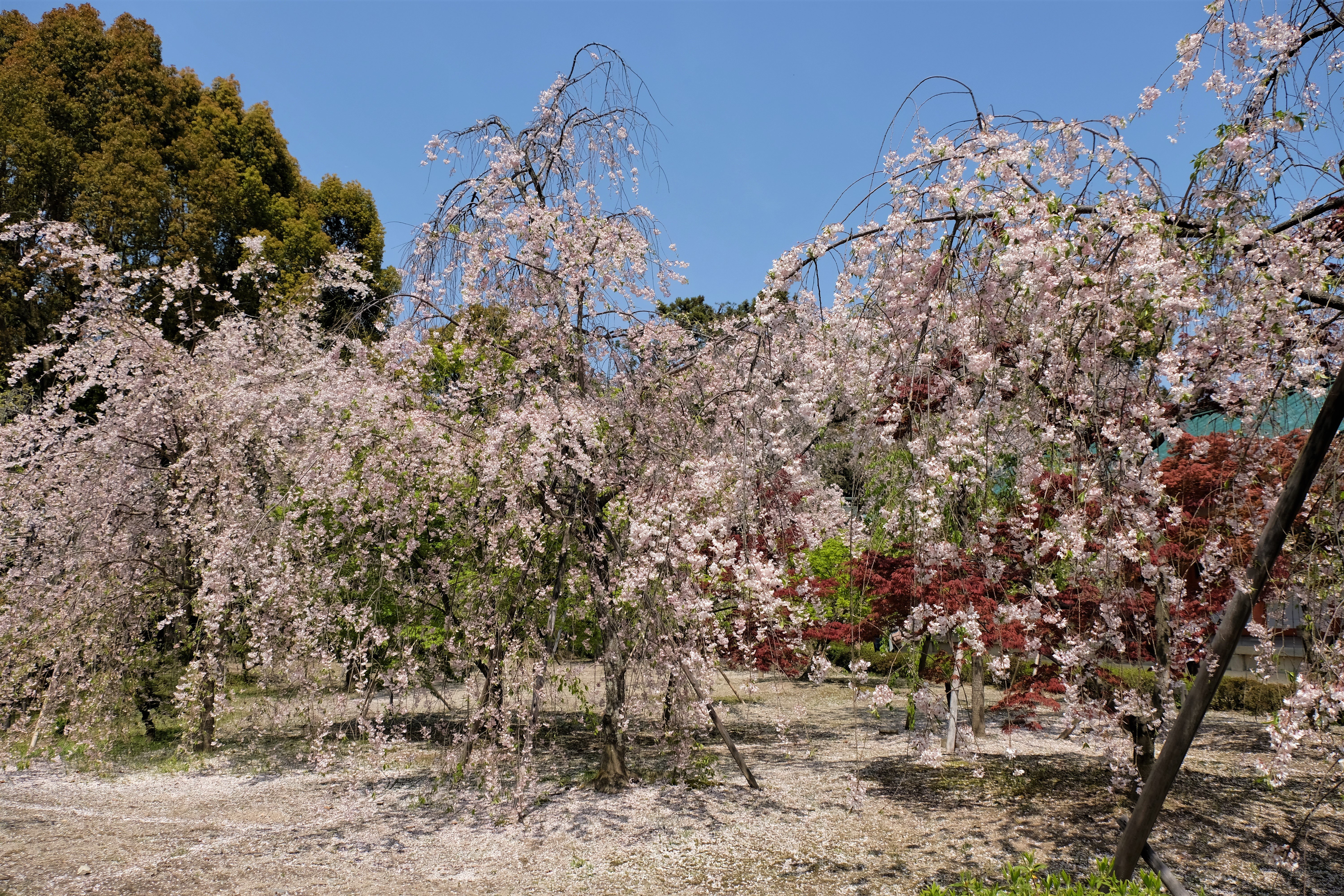 Heian Shrine