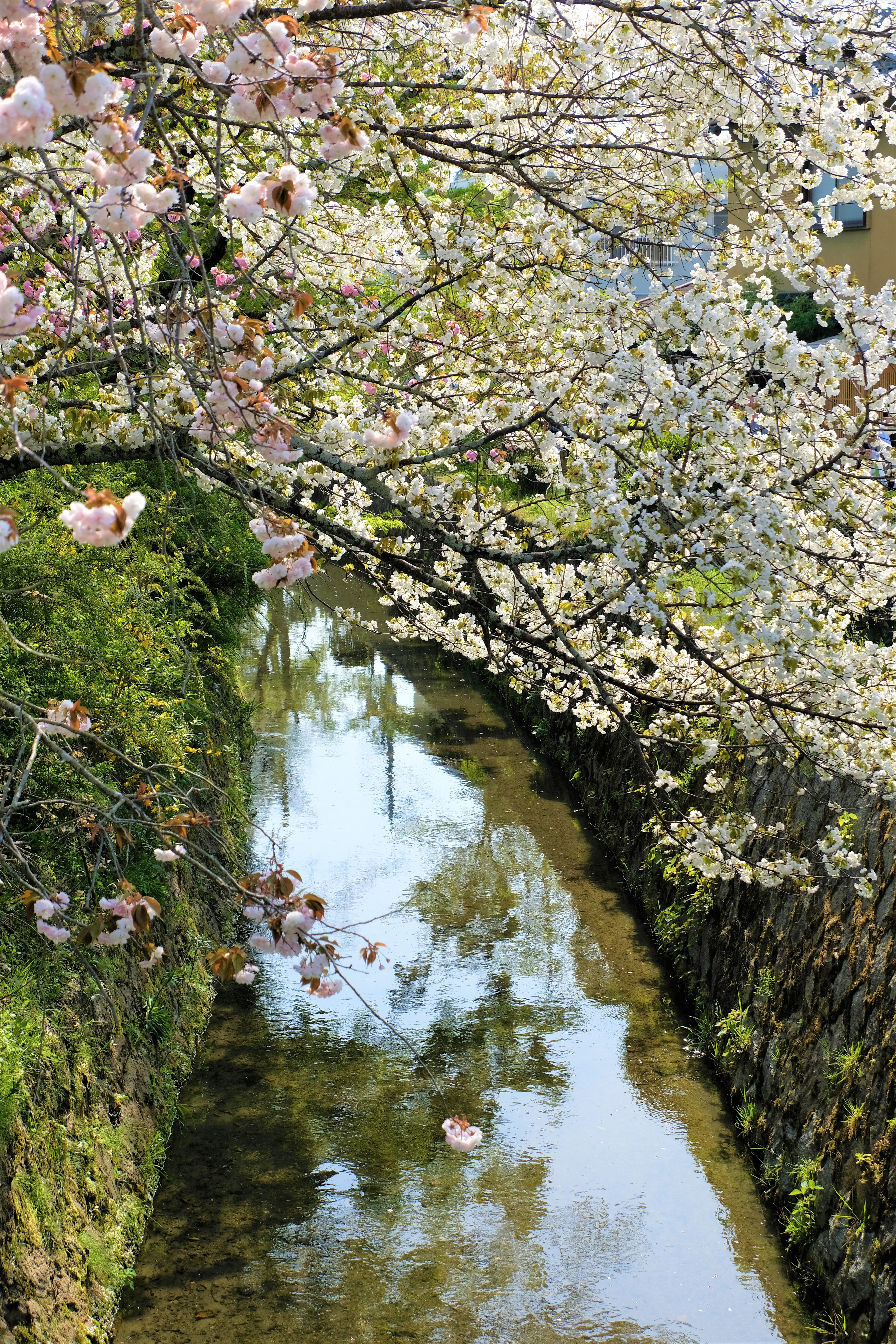 Kyoto