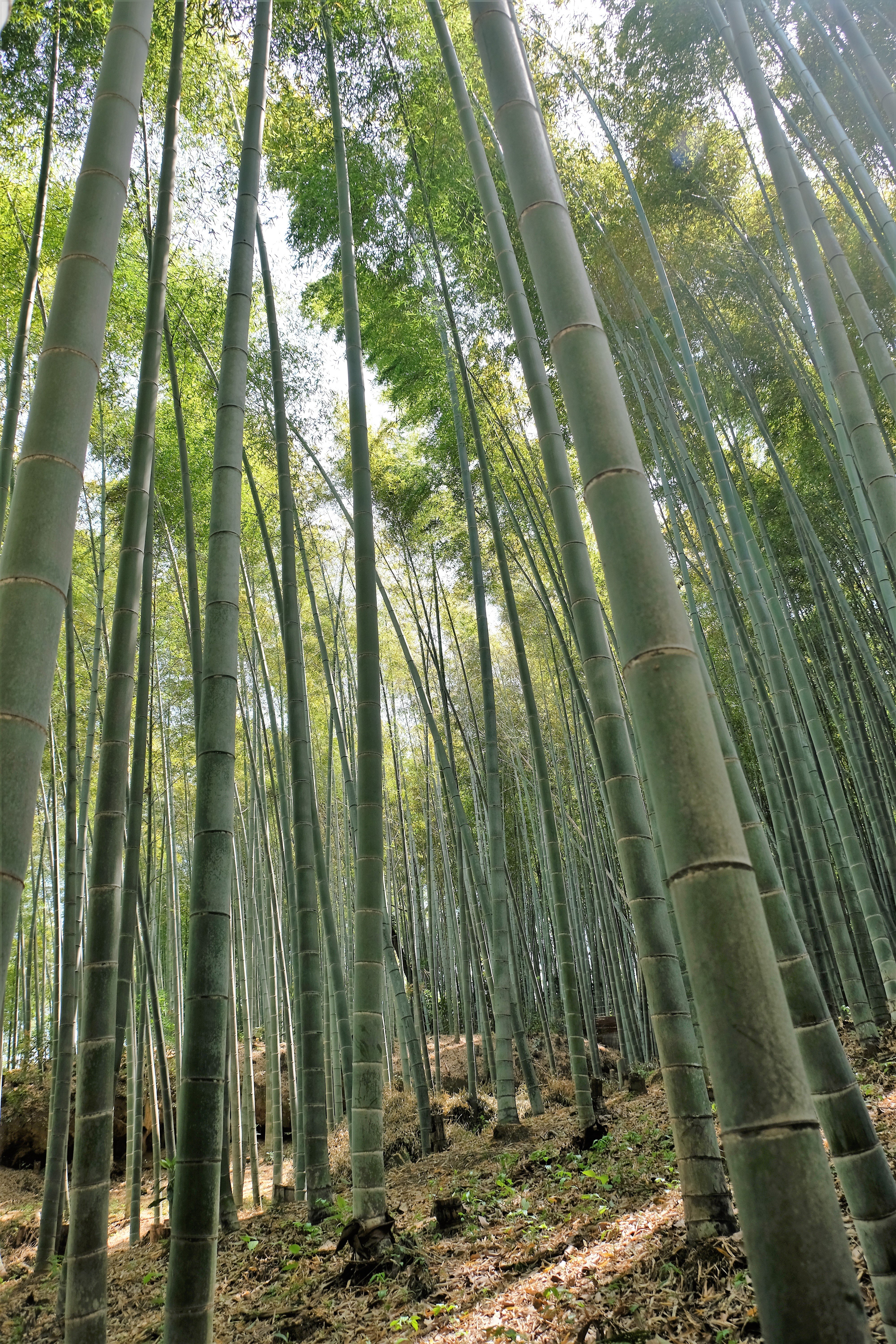 Bamboo Forest