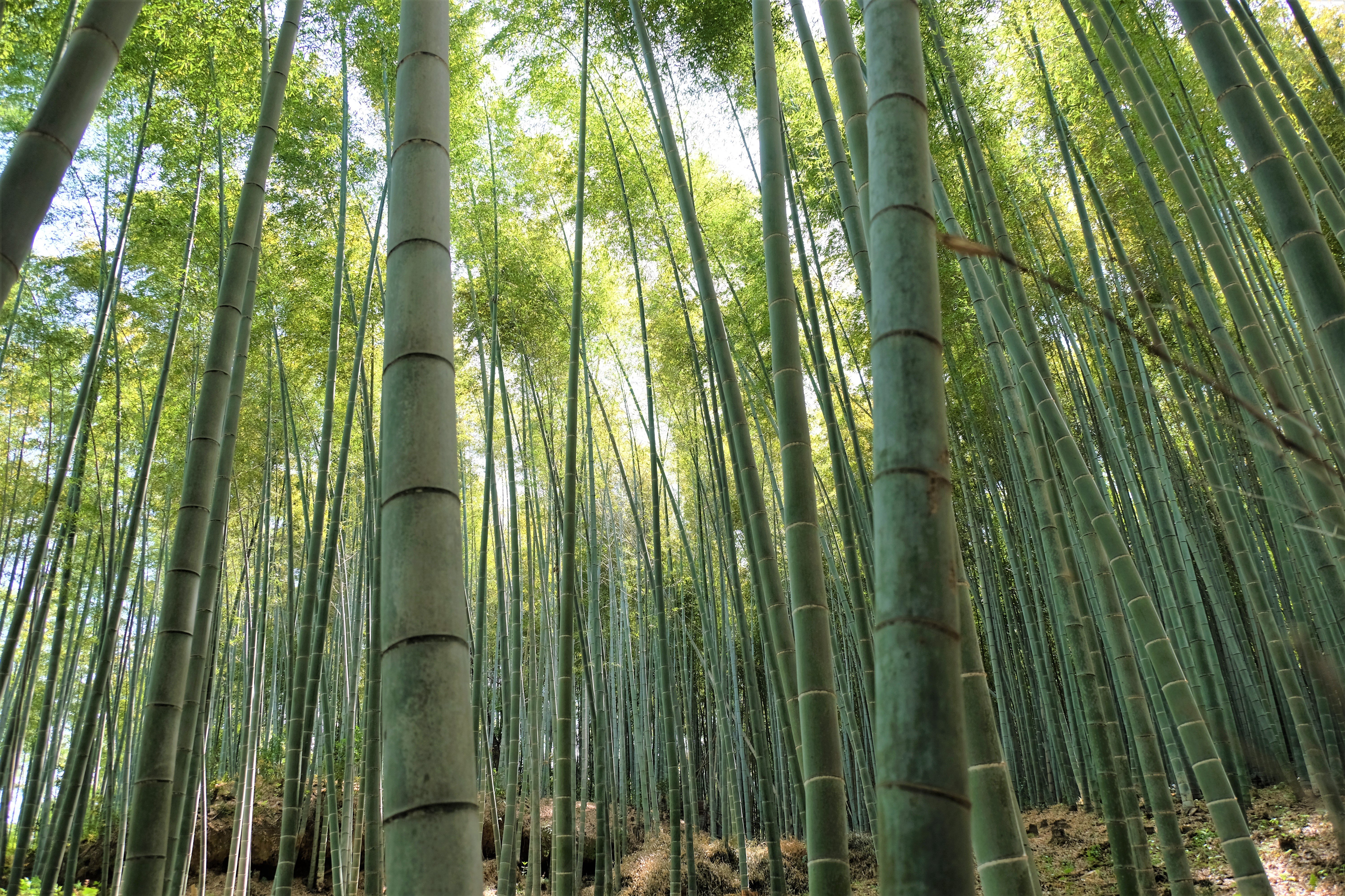 Bamboo Forest