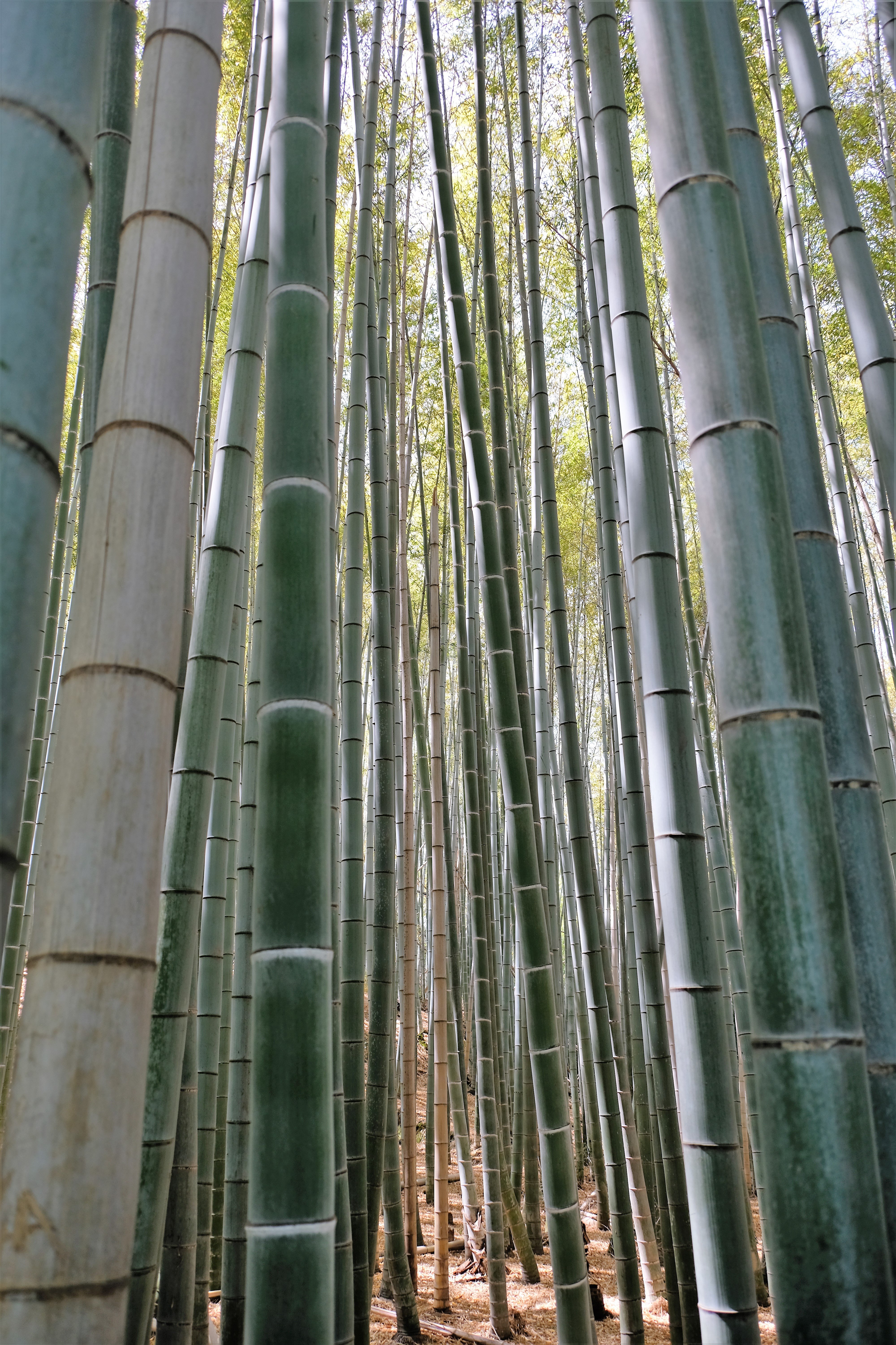 Bamboo Forest