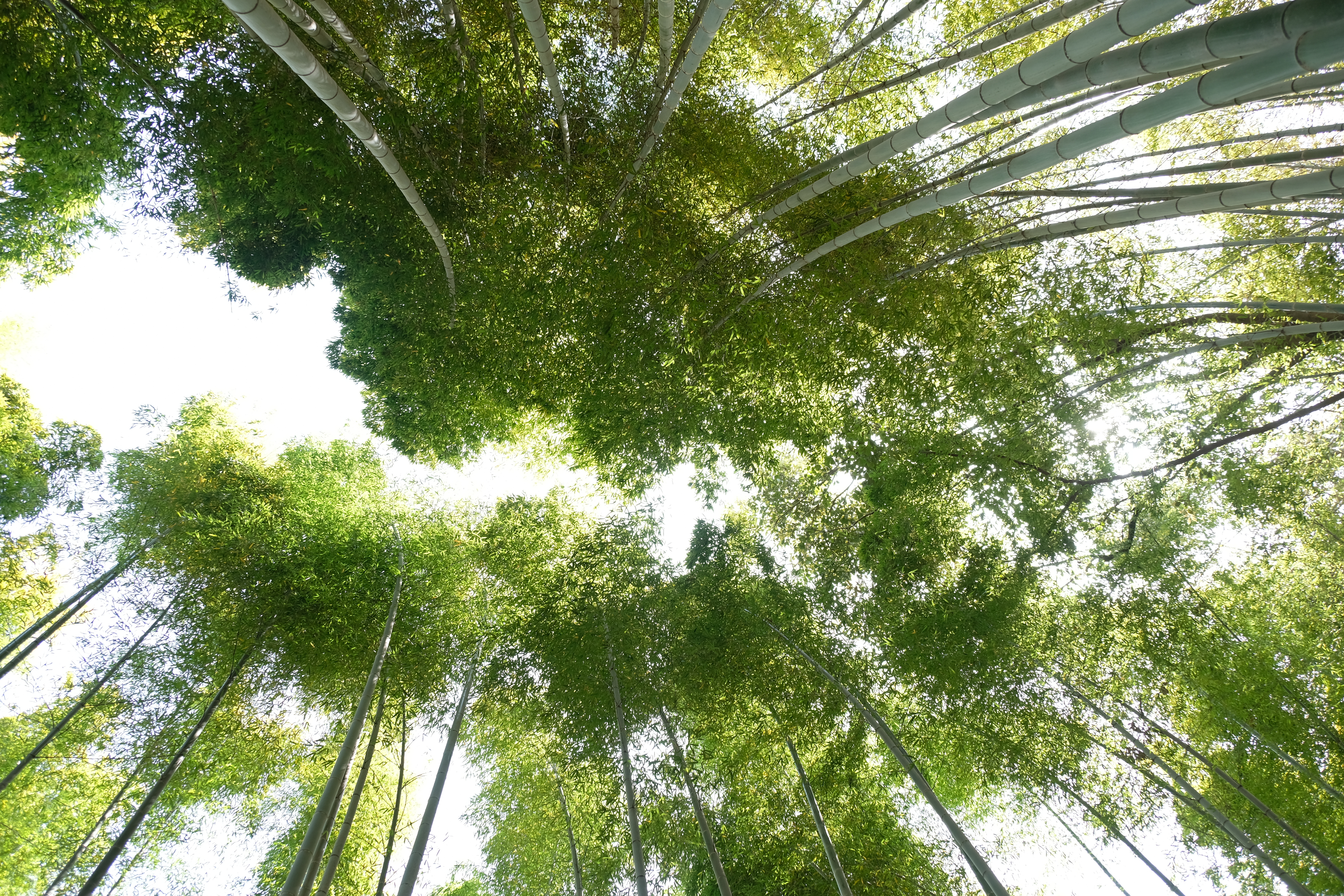 Bamboo Forest