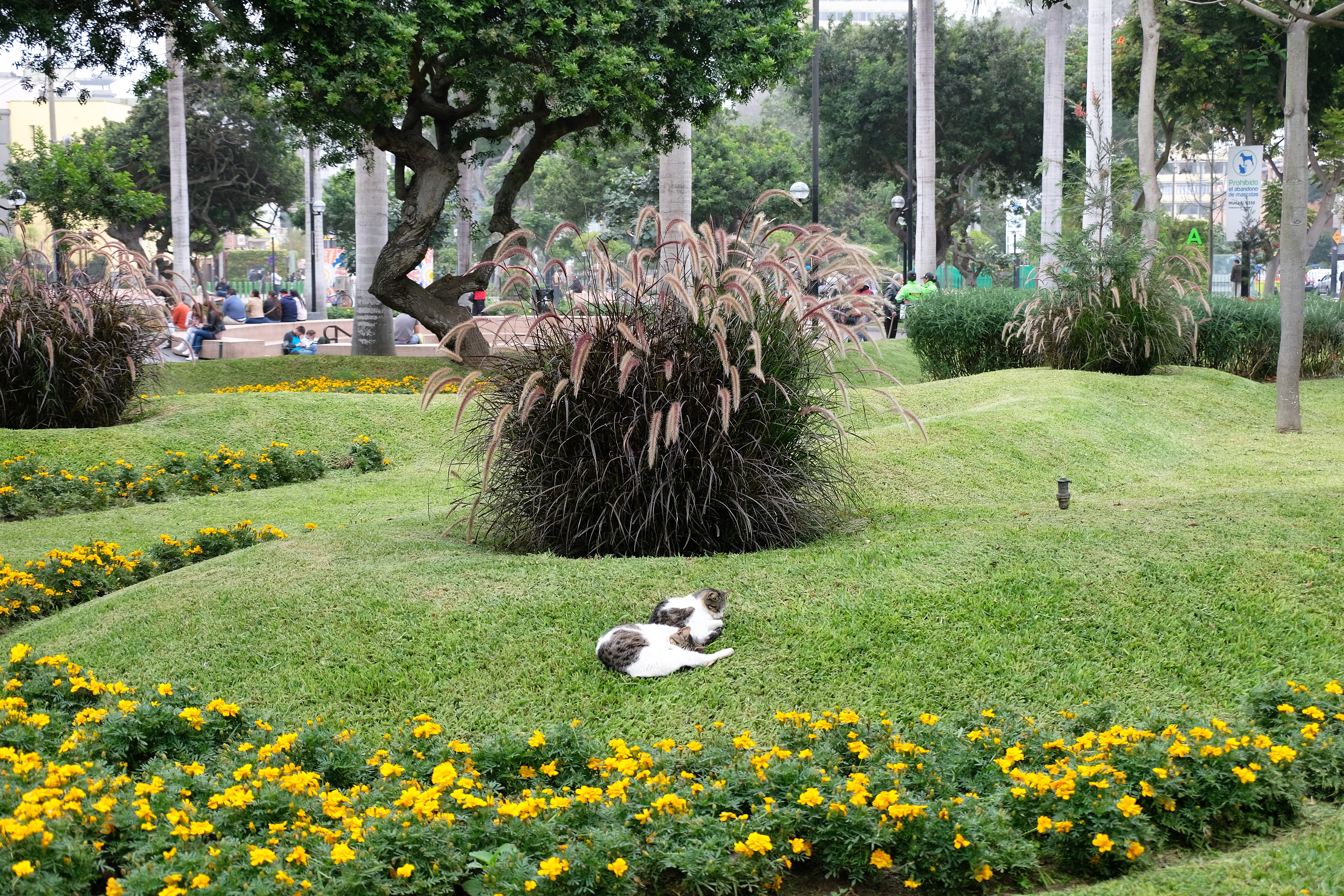 Miraflores