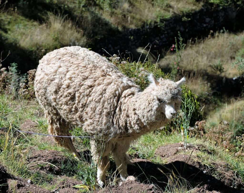 Sacsayhuamán