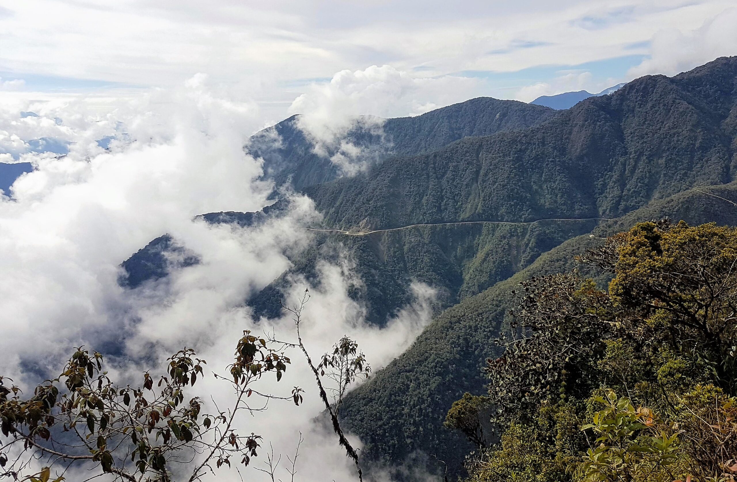 Yungas