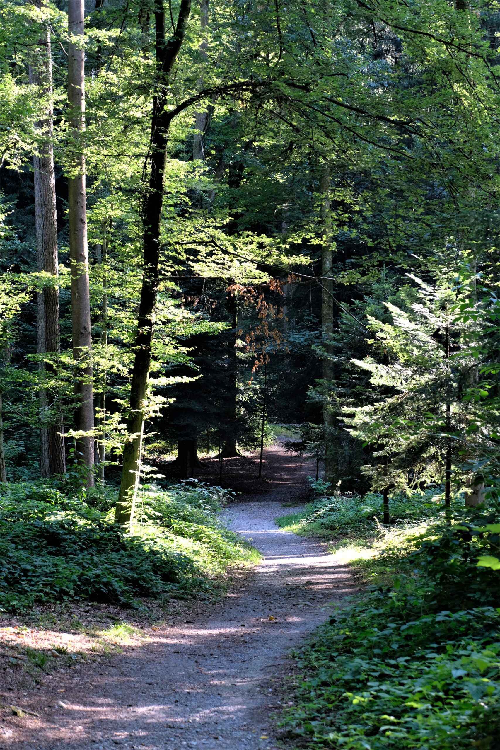 Riedholz Forest