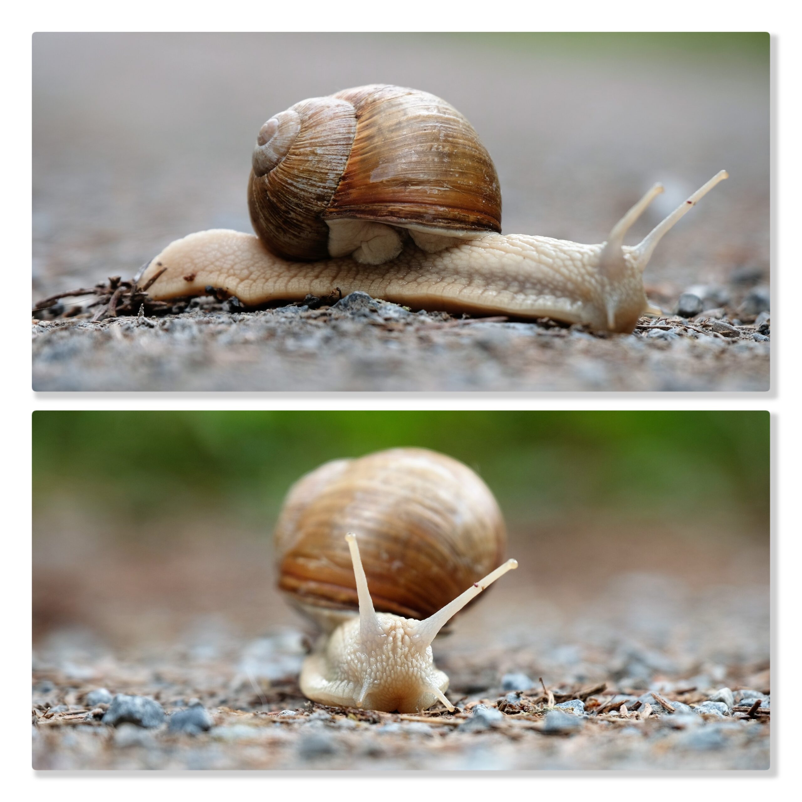 snail